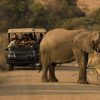 Toeristen Ontmoeten Een Olifant In Zuid Afrika