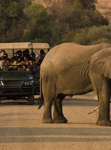 Toeristen Ontmoeten Een Olifant In Zuid Afrika